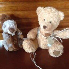 Picture of tow Teddies